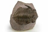 Detailed Metacanthina Trilobite - Lghaft, Morocco #312724-1